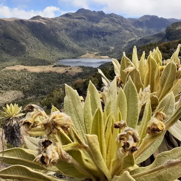Paquete Santuario Naturales en Nariño Senderismo y Avistamiento de Aves  | Paquete 3 Días 2 Noches