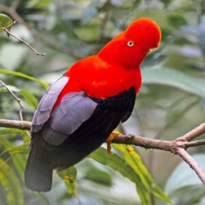 AVISTAMIENTO DE AVES Y TERMALES ALREDEDORES VOLCAN AZUFRAL