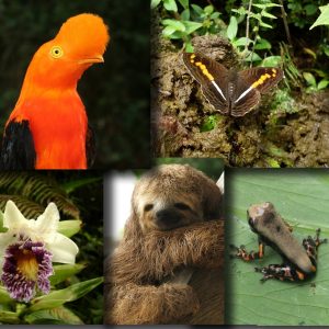 Nariño Biodiverso Senderismo y avistamiento de Aves | Plan 3 Días 2 Noches
